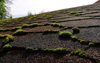 is moss on roof bad